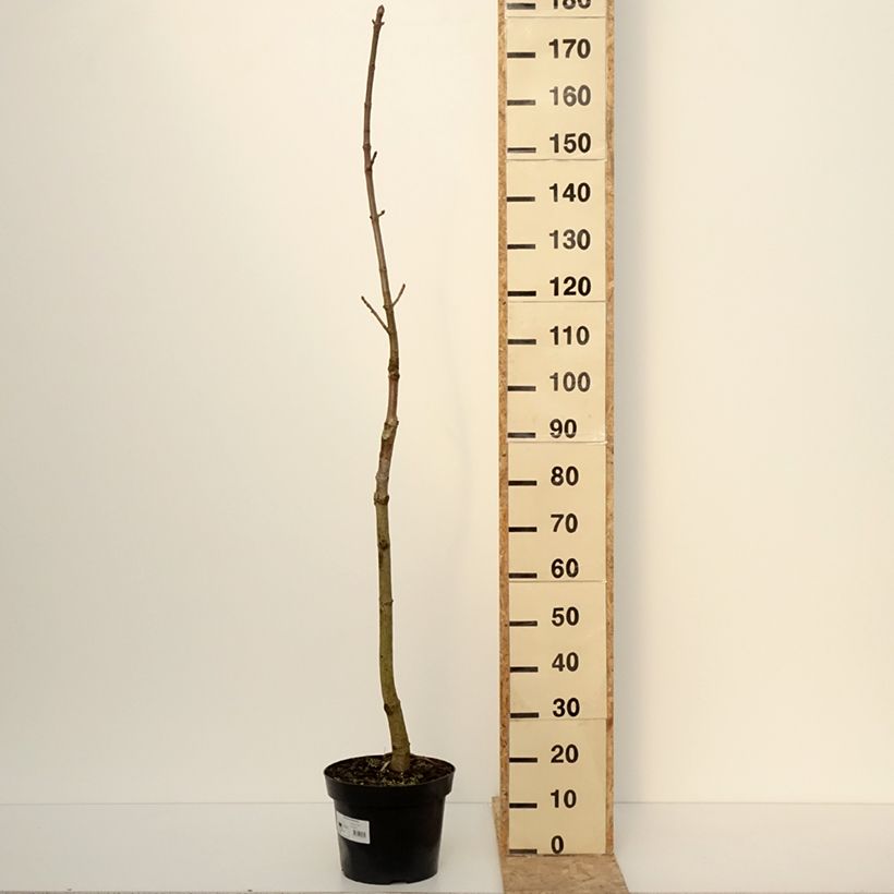 Spécimen de Aesculus chinensis - Marronnier de Chine - Pot de 12L/15L tel que livré en hiver