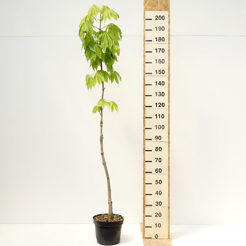Spécimen de Aesculus chinensis - Marronnier de Chine Pot de 12L/15L tel que livré au printemps