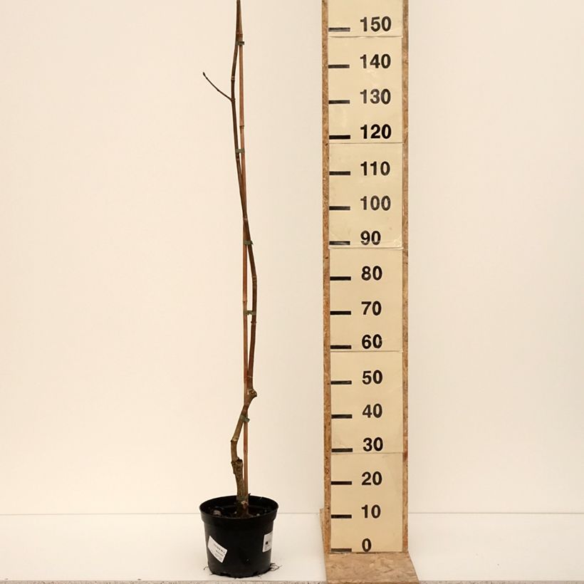 Spécimen de Aesculus x dallimorei - Marronnier chimère de Dallimore Pot de 4L/5LHauteur livrée env. 160/+cm tel que livré en hiver
