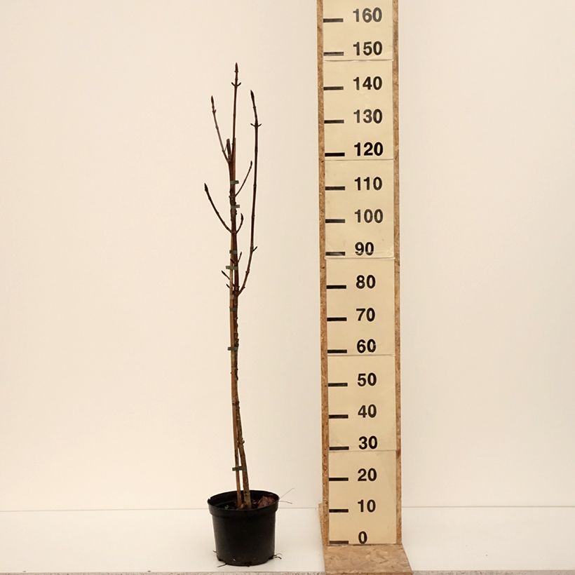 Spécimen de Aesculus Digitata - Marronnier commun hybride - Pot de 4L/5L tel que livré en hiver