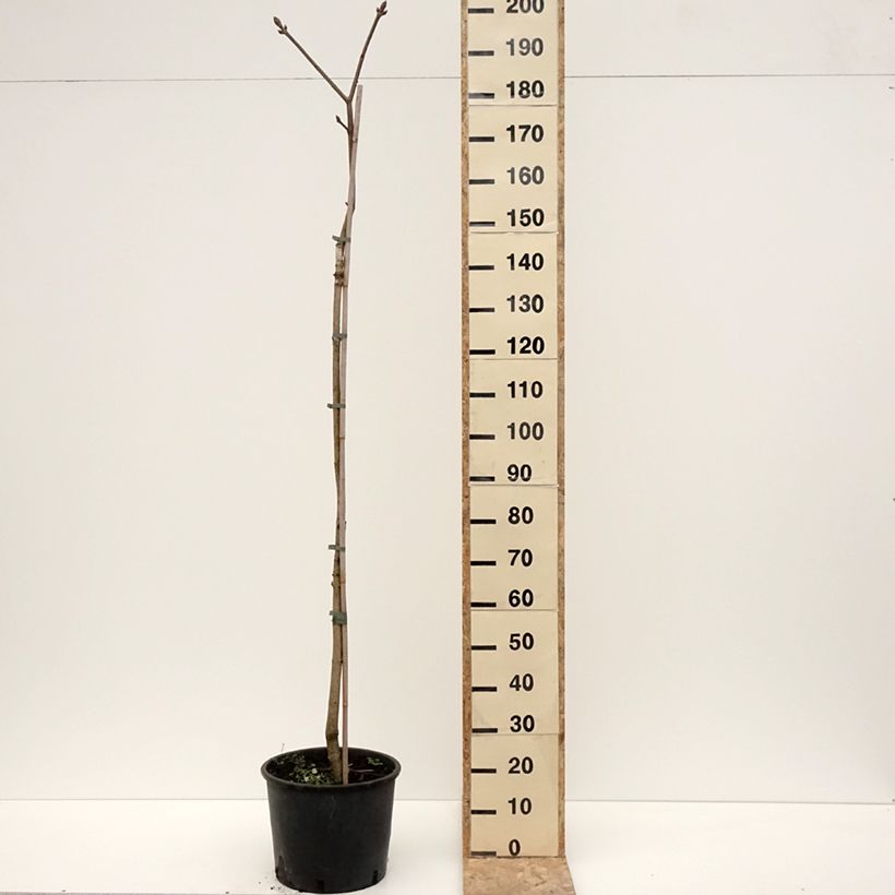 Spécimen de Aesculus flava - Pavier, Marronnier jaune - Pot de 20L/25L tel que livré en hiver