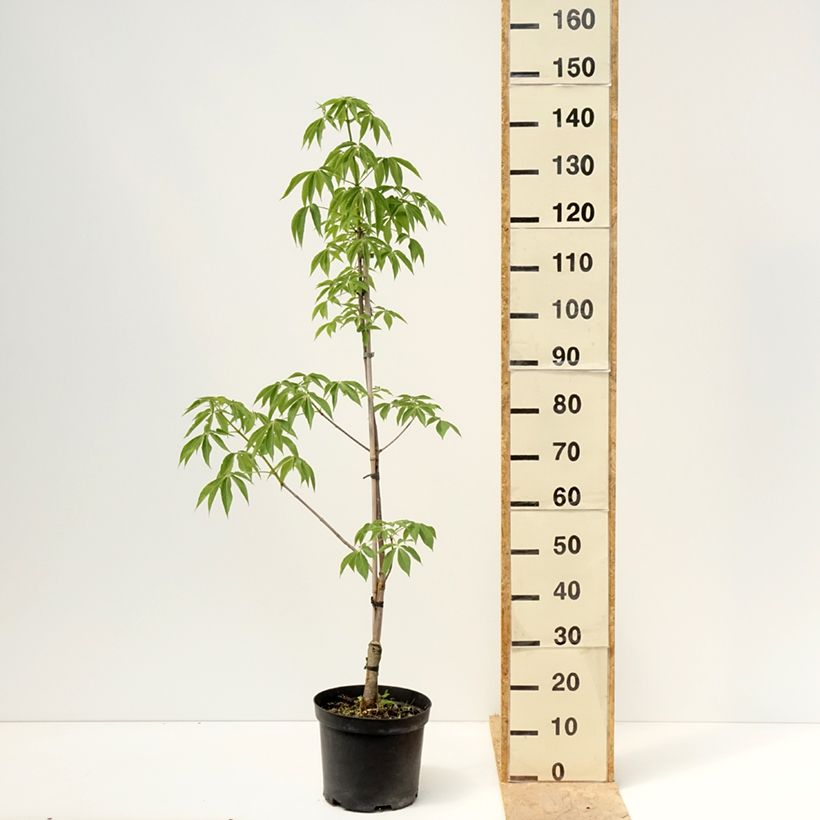 Spécimen de Aesculus glabra Herkenrode - Marronnier de l'Ohio Pot de 7,5L/10L tel que livré au printemps