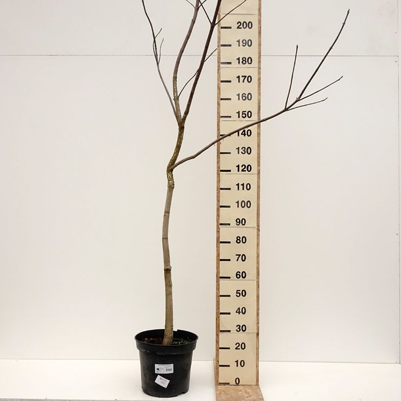 Spécimen de Aesculus glabra October Red - Marronnier de l'Ohio - Pot de 20L/25L tel que livré en hiver