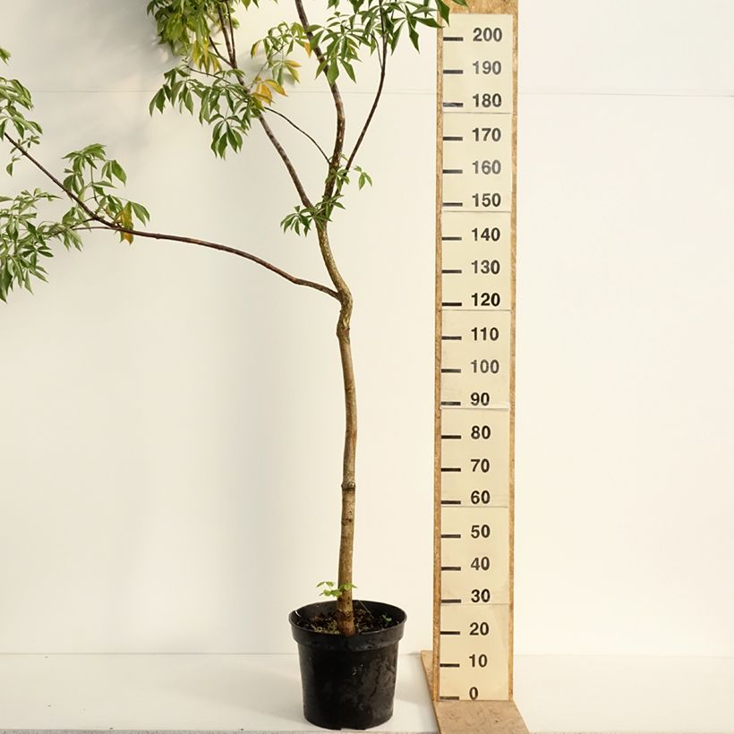 Spécimen de Aesculus glabra October Red - Marronnier de l'Ohio Pot de 20L/25L, TIGE tel que livré au printemps