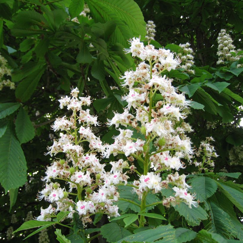 Aesculus hippocastanum - Marronnier commun (Floraison)