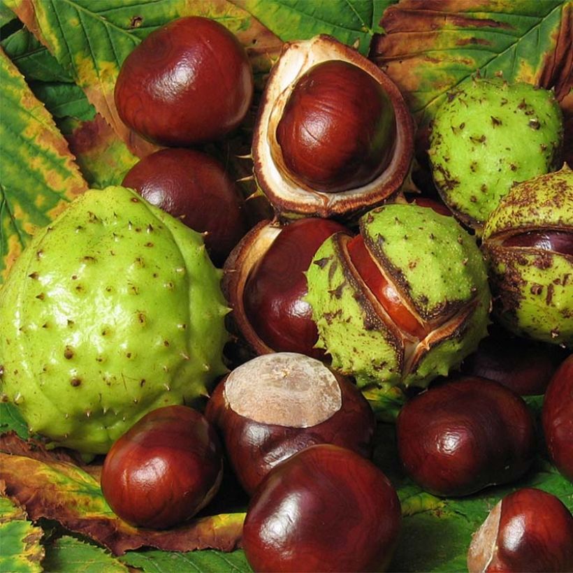 Aesculus hippocastanum - Marronnier commun (Récolte)