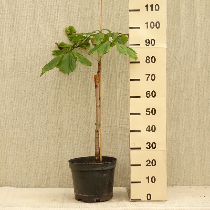 Spécimen de Aesculus hippocastanum Hampton Court Gold - Marronnier commun - Pot de 4L/5L tel que livré en été