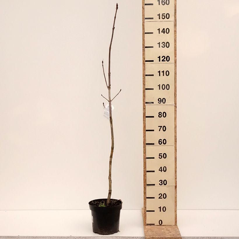 Spécimen de Aesculus hippocastanum Memmingeri - Marronnier commun - Pot de 4L/5L tel que livré en hiver