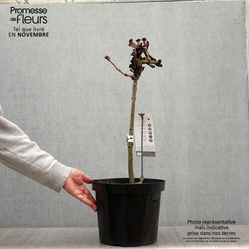 Spécimen de Aesculus hippocastanum Monstrosa - Marronnier commun Pot de 7,5L/10L, Tige de 40 cm tel que livré en automne