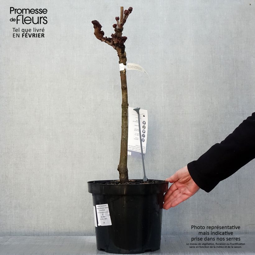 Spécimen de Aesculus hippocastanum Monstrosa - Marronnier commun - Pot de 7,5L/10L tel que livré en hiver