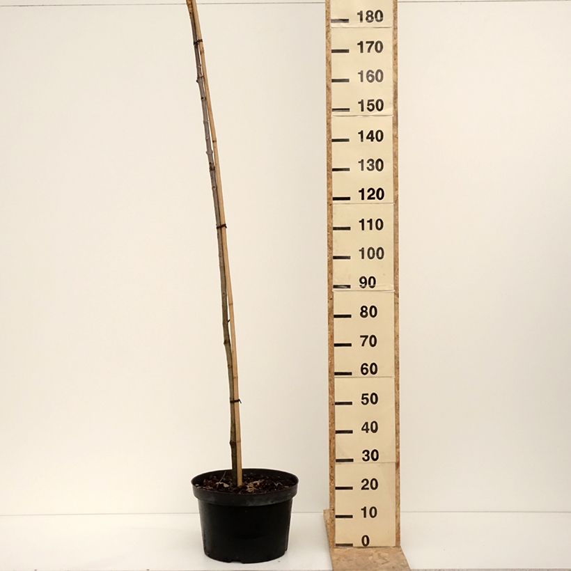 Spécimen de Aesculus hippocastanum Umbraculifera - Marronnier commun - Pot de 20L/25L tel que livré en hiver