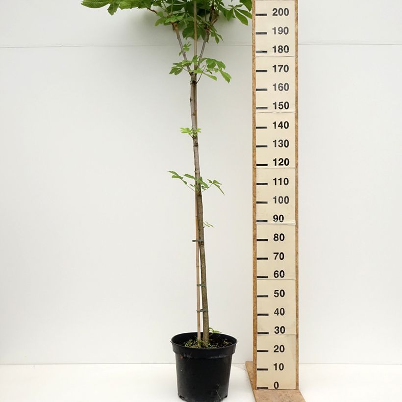 Spécimen de Aesculus hippocastanum Umbraculifera - Marronnier commun Pot de 20L/25L, Tige tel que livré au printemps
