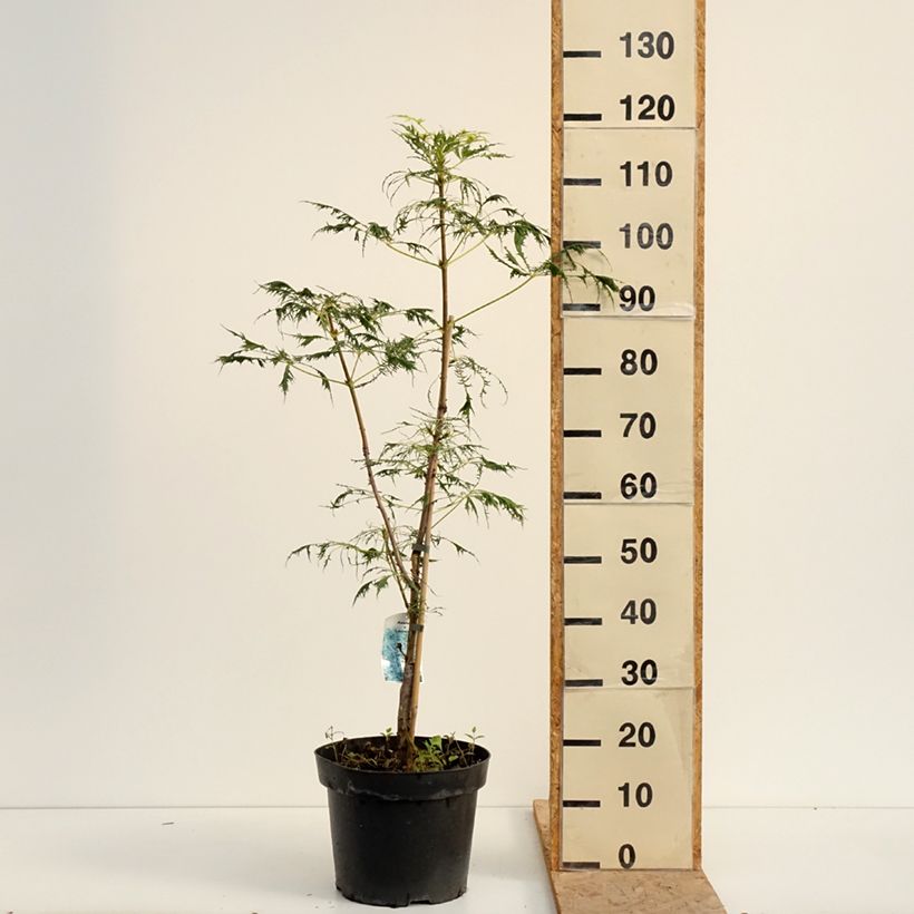 Spécimen de Aesculus Laciniata - Marronnier commun Pot de 7,5L/10L tel que livré en été