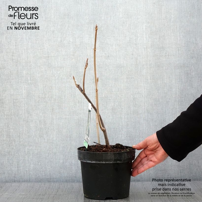 Spécimen de Aesculus parviflora - Pavier blanc Pot de 2L/3L tel que livré en automne