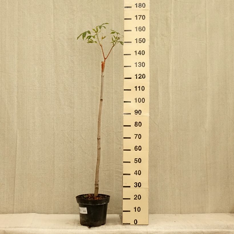 Spécimen de Aesculus pavia Humilis - Marronnier d'ornement  à fleurs rouges Pot de 7,5L/10LHauteur livrée env. 60/80cm tel que livré en été