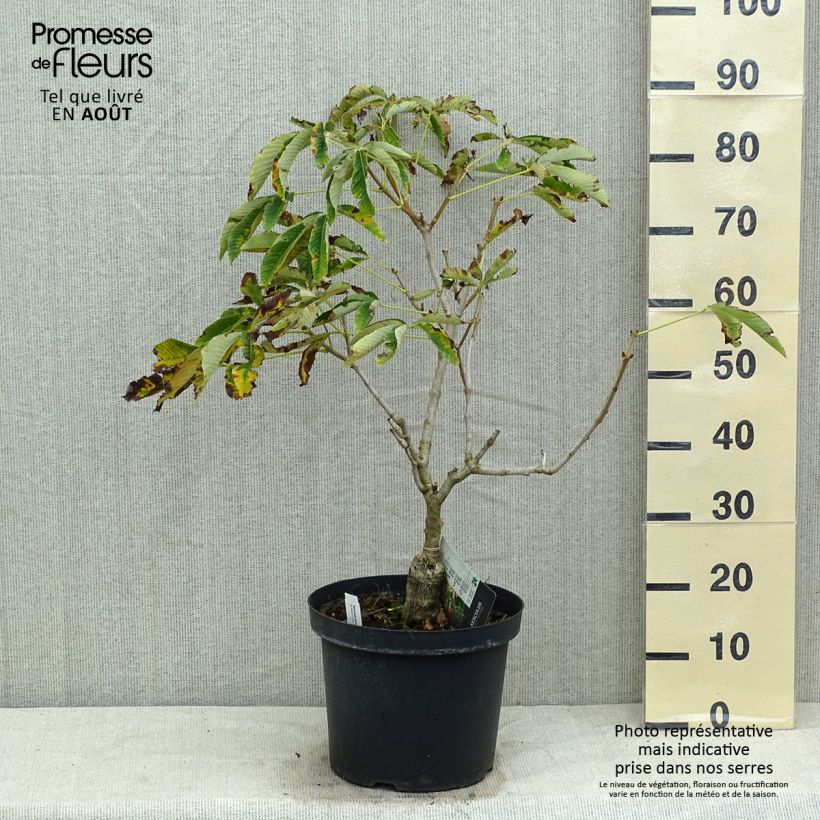 Spécimen de Aesculus pavia Koehnei - Marronnier d'ornement Pot de 7,5L/10L tel que livré en été
