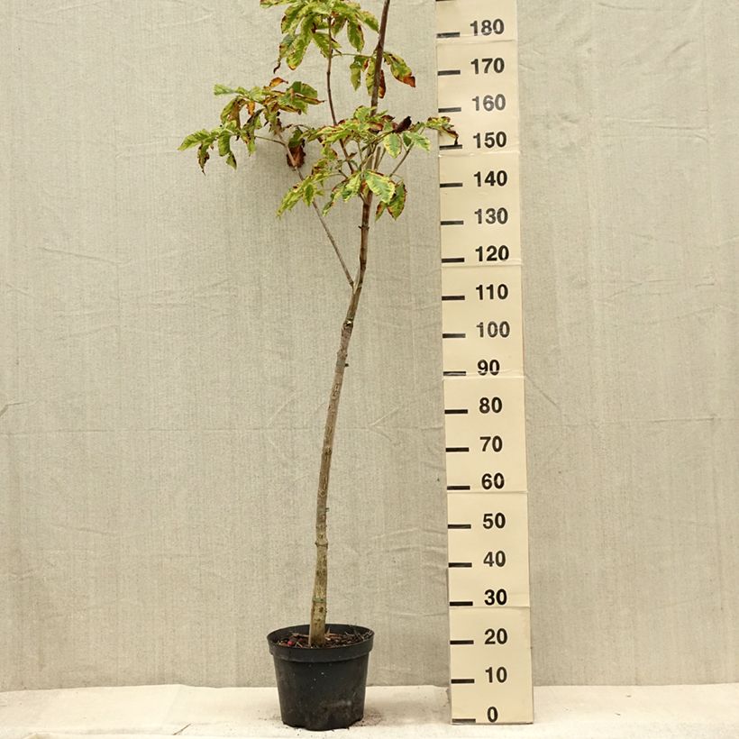 Spécimen de Aesculus x carnea Marginata - Marronnier à fleurs rouges Pot de 7,5L/10L, Tige tel que livré en été