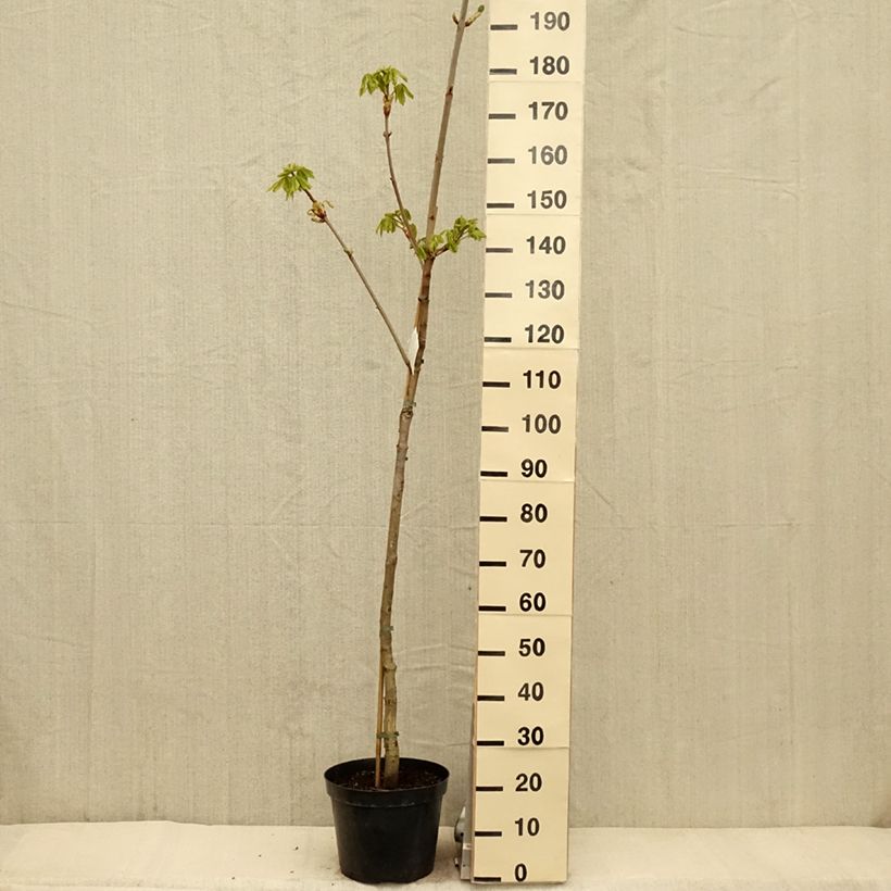 Spécimen de Aesculus x carnea Marginata - Marronnier à fleurs rouges - Pot de 7,5L/10L tel que livré au printemps