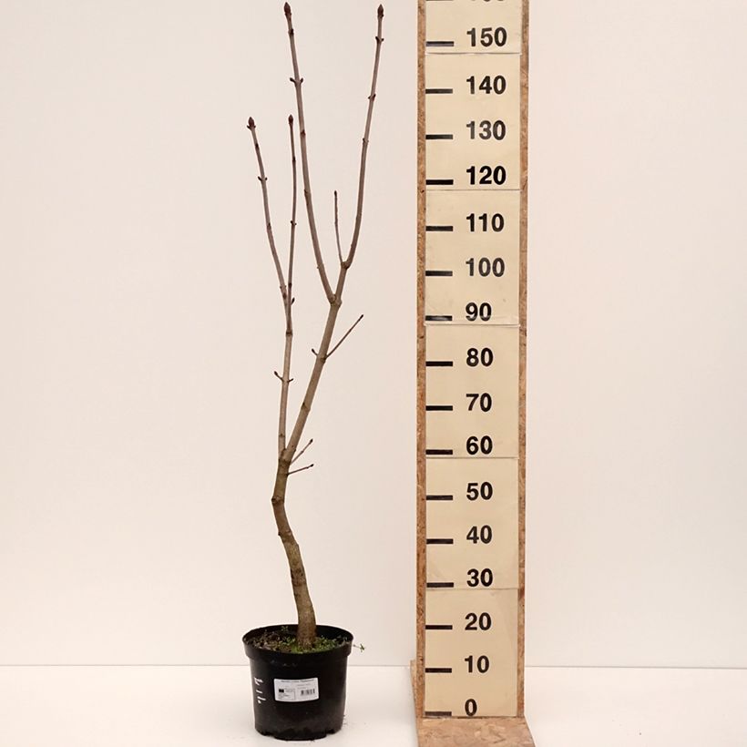 Spécimen de Aesculus x carnea Plantierensis - Marronnier rouge - Pot de 7,5L/10L tel que livré en hiver