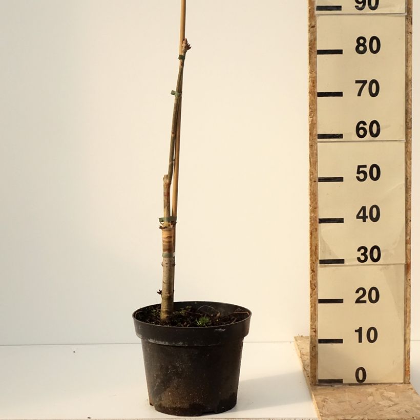 Spécimen de Aesculus x glaucescens - Marronnier aurore - Pot de 7,5L/10L tel que livré en hiver