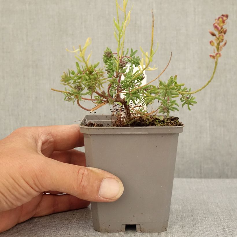 Spécimen de Aethionema Warley Ruber Godet de 8/9 cm tel que livré en été