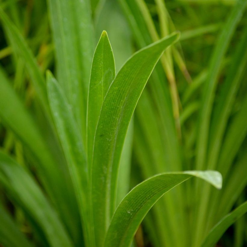 Agapanthe inapertus Nigrescens (Feuillage)