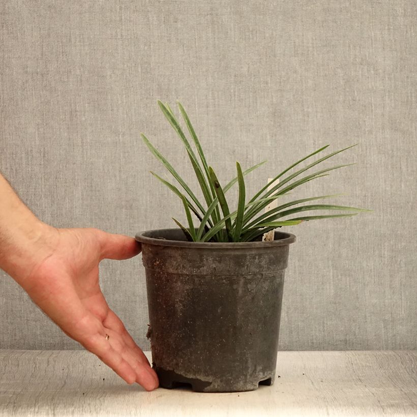Spécimen de Agapanthe Back in Black - Pot de 2L/3L tel que livré en été