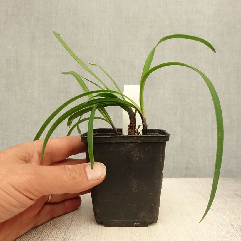 Spécimen de Agapanthe Black Buddhist Godet de 8/9 cm tel que livré en été