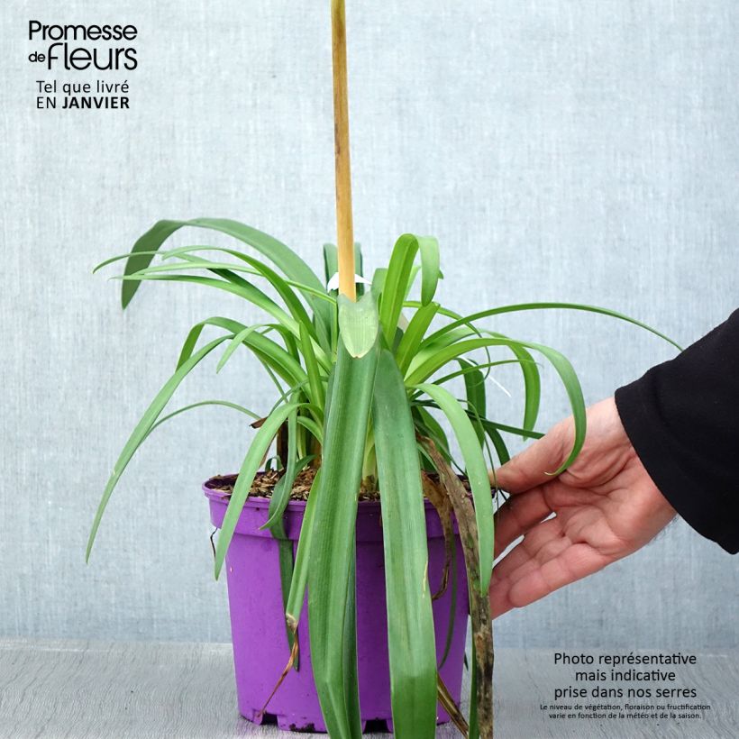 Spécimen de Agapanthe Black Jack Pot de 1,5L/2L tel que livré en hiver