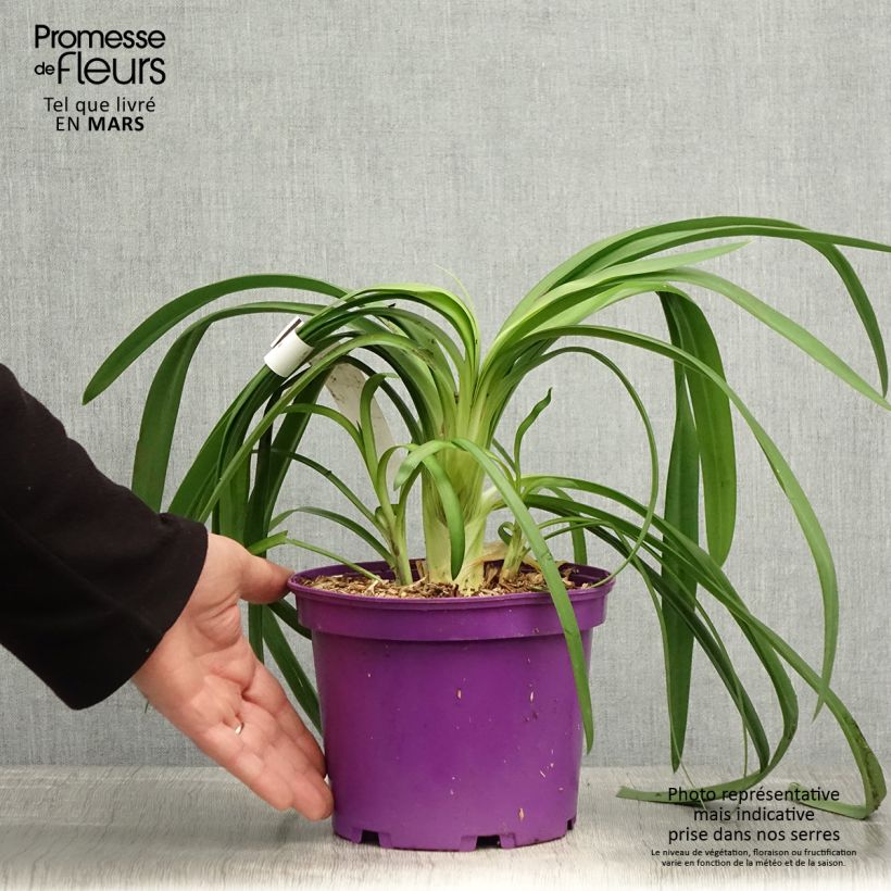 Spécimen de Agapanthe Black Jack - Pot de 1,5L/2L tel que livré au printemps