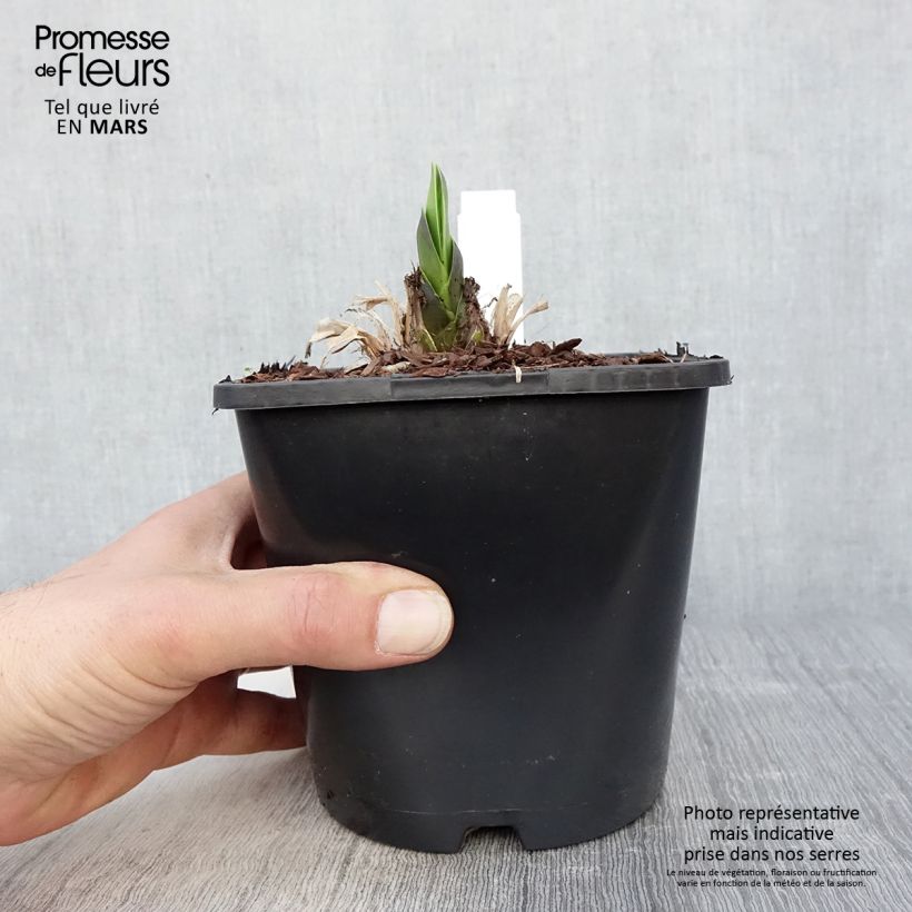 Spécimen de Agapanthe Black Magic en pot 2L/3L tel que livré au printemps