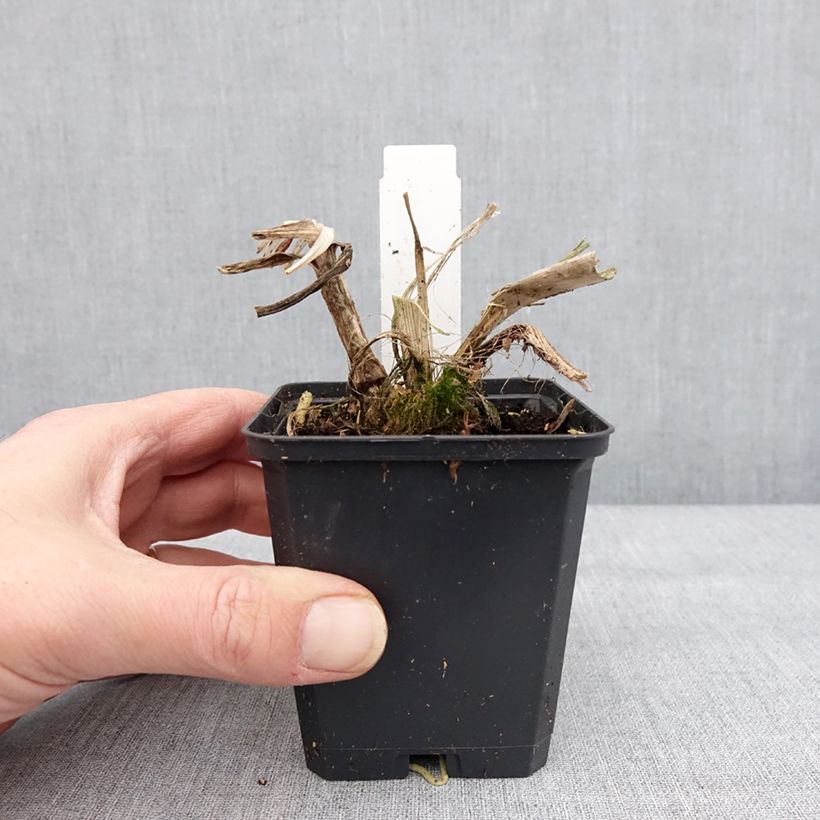Spécimen de Agapanthe Blue Giant en godet de 9cm tel que livré en hiver