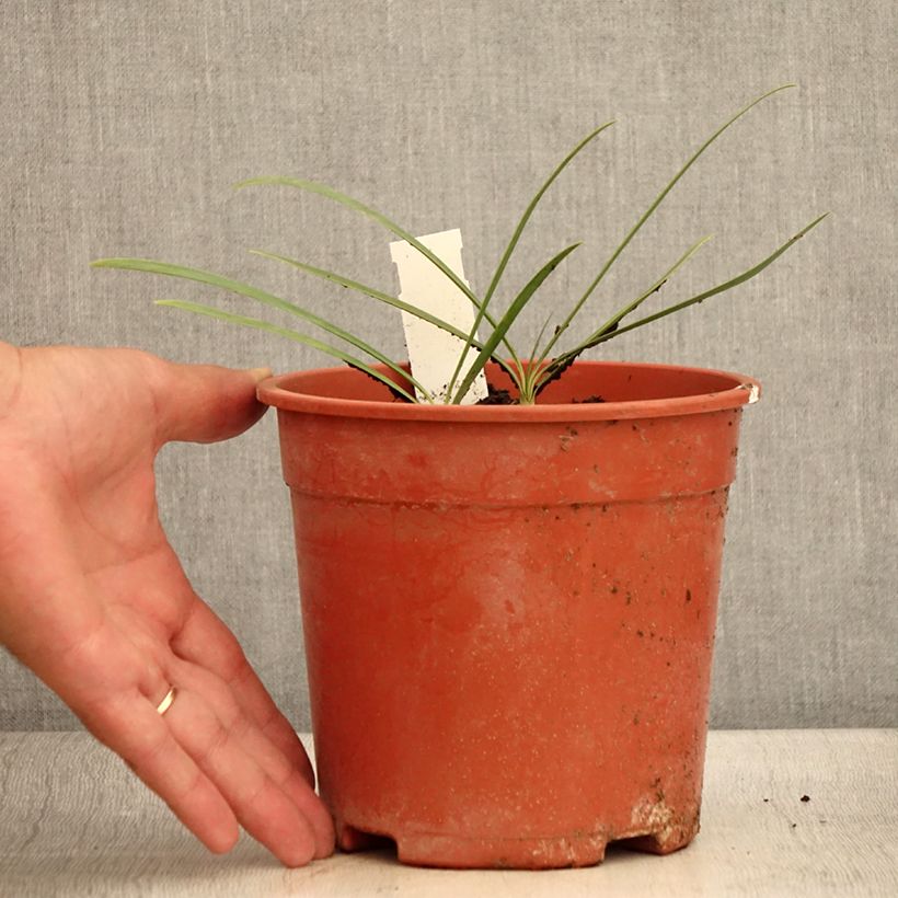 Spécimen de Agapanthe Blue Velvet - Pot de 2L/3L tel que livré en été