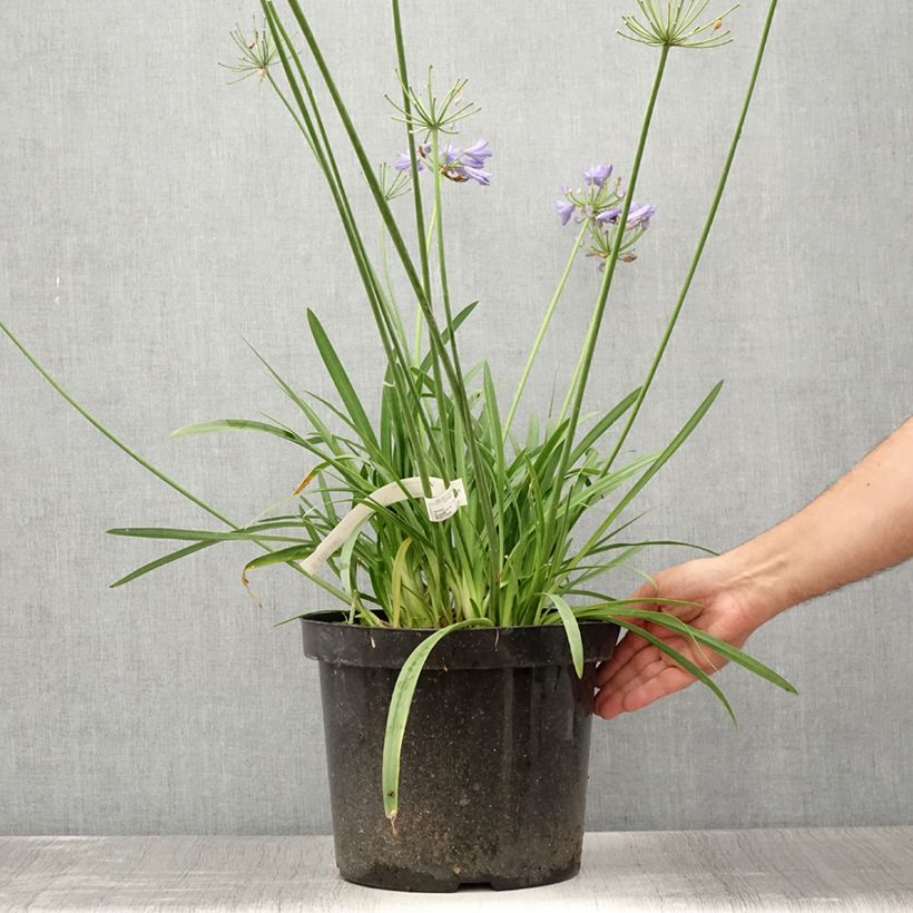 Spécimen de Agapanthe Bluestorm Pot de 7,5L/10L tel que livré en été