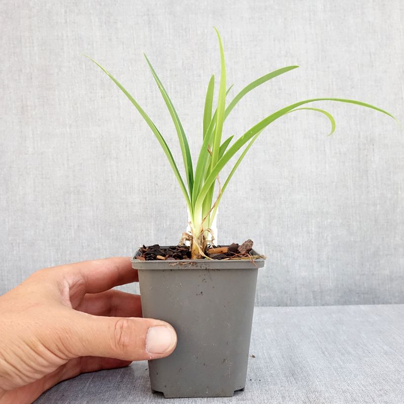 Spécimen de Agapanthe campanulatus var albidus Godet de 8/9 cm tel que livré en été