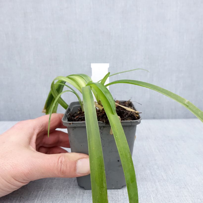 Spécimen de Agapanthe campanulatus var albidus Godet de 8/9 cm tel que livré en hiver