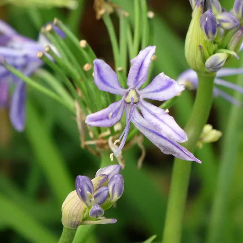Agapanthe Charlotte (Floraison)