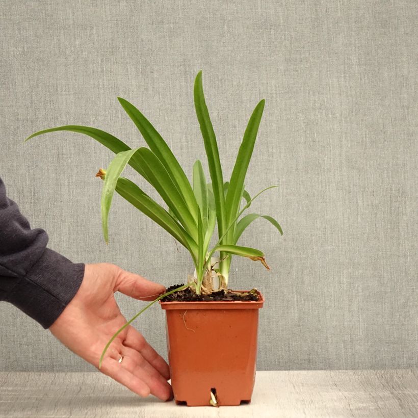Spécimen de Agapanthe Enigma Pot de 1L/1,5L tel que livré en été