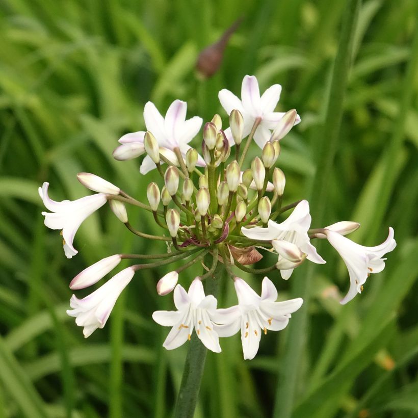 Agapanthe Glacier Stream (Floraison)