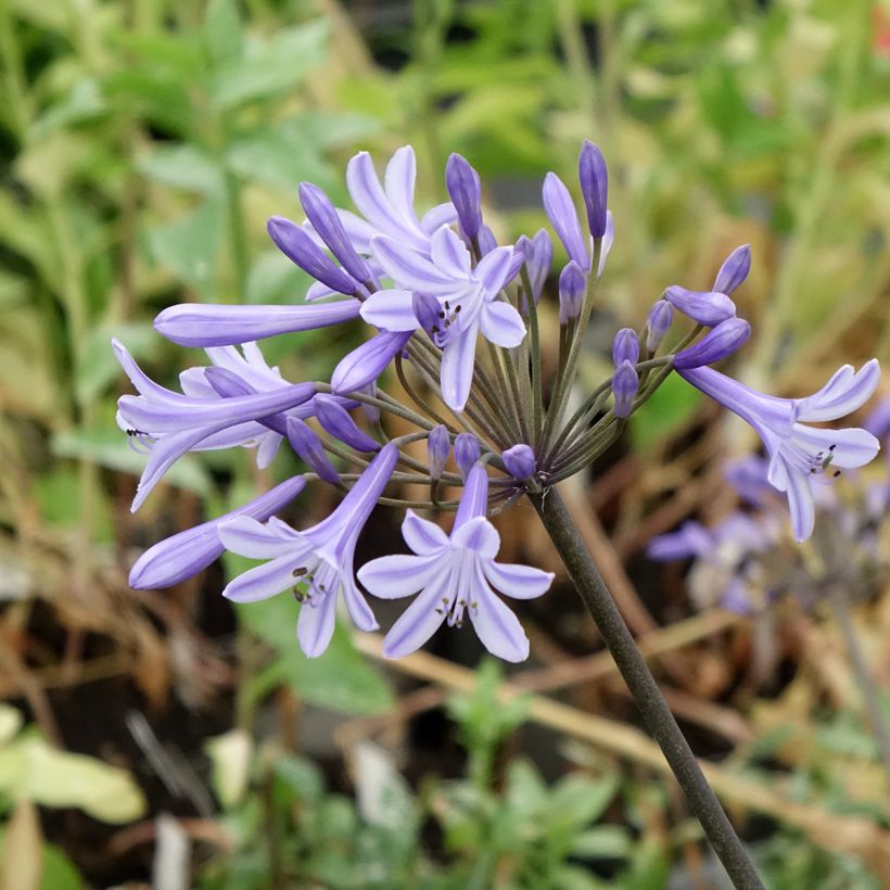 Agapanthe Headbourne Blue (Floraison)