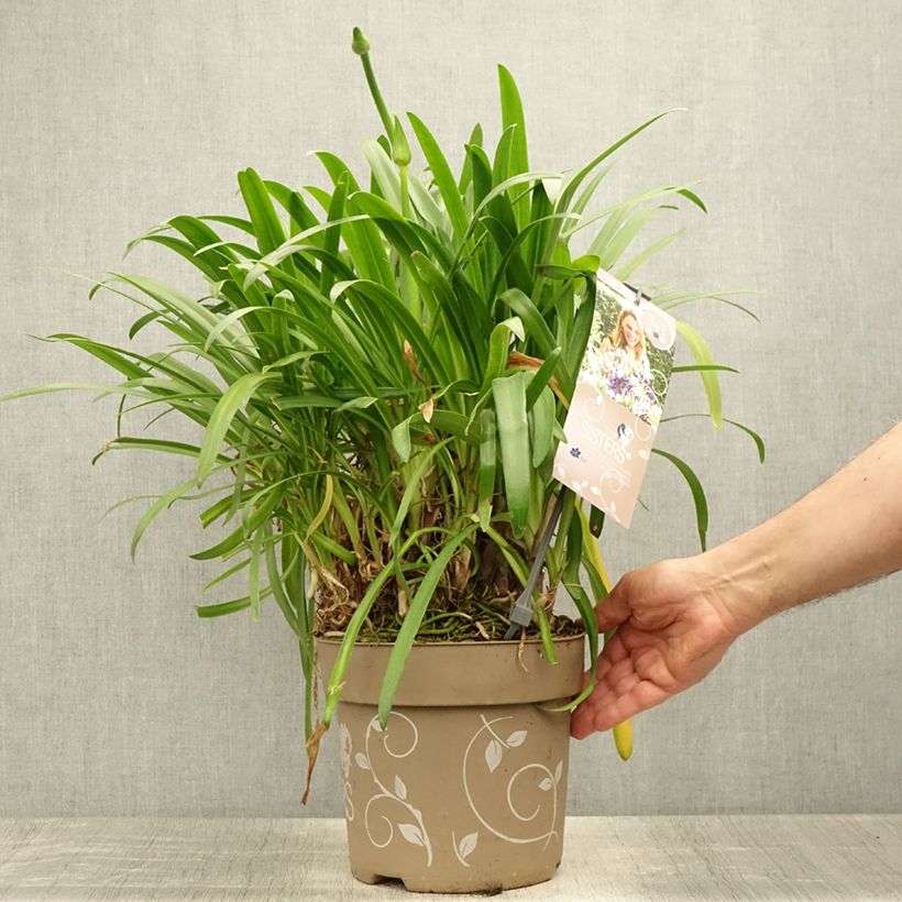 Spécimen de Agapanthe hybride Three Sisters Pot de 6L/7L tel que livré en été