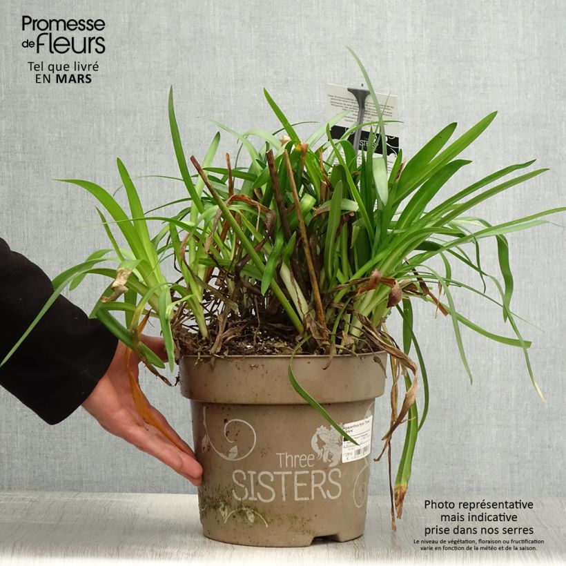 Spécimen de Agapanthe hybride Three Sisters  - Pot de 6L/7L tel que livré au printemps