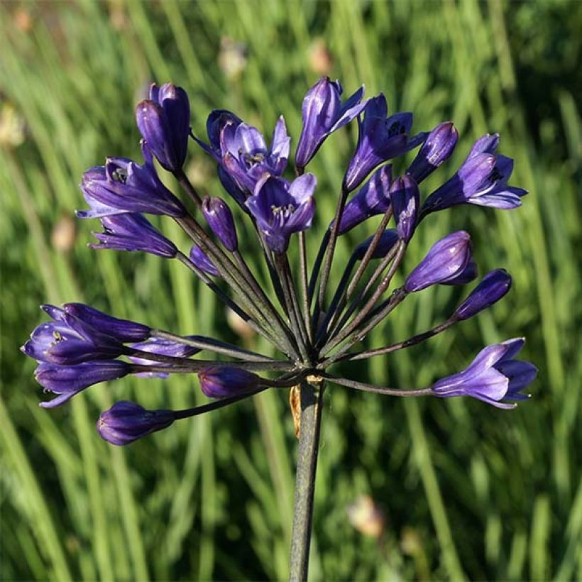 Agapanthe Intermedius (Floraison)