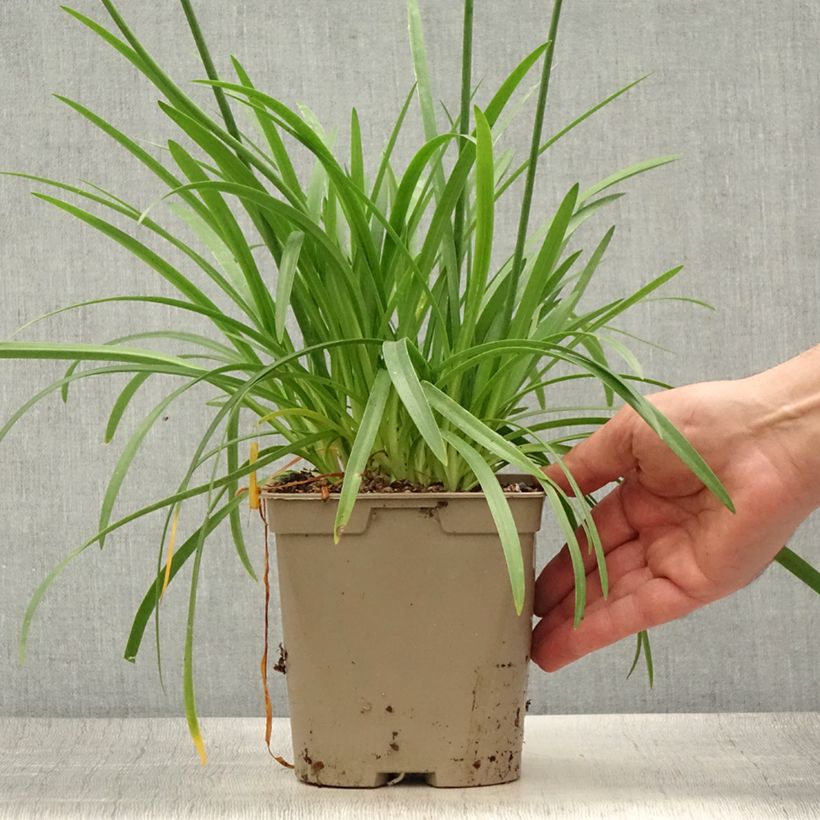 Spécimen de Agapanthe Lapis Lazuli Pot de 2L/3L tel que livré en été
