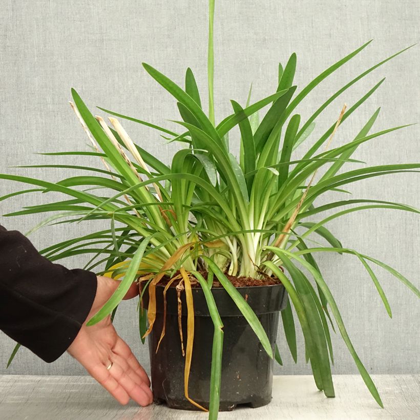 Spécimen de Agapanthe Mi Casa Pot de 3L/4L tel que livré en automne