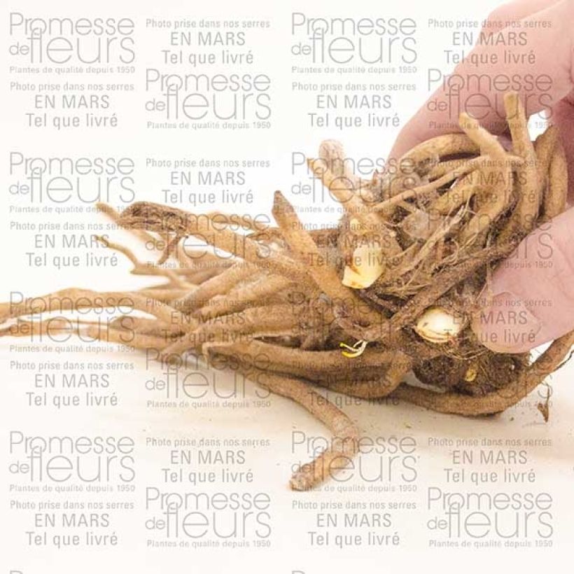 Exemple de spécimen de Agapanthe Docteur Brouwer - Souche 1/2 yeux tel que livré