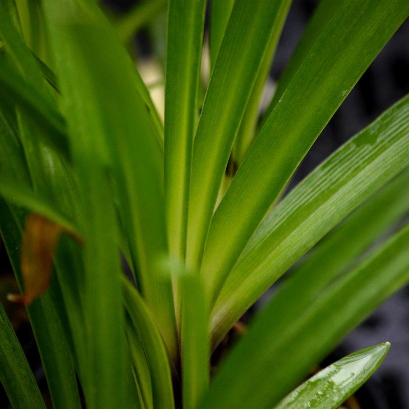 Agapanthe Headbourne Blue (Feuillage)