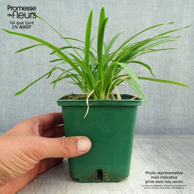 Spécimen de Agapanthe Peter Pan Pot de 1L/1,5L tel que livré en été