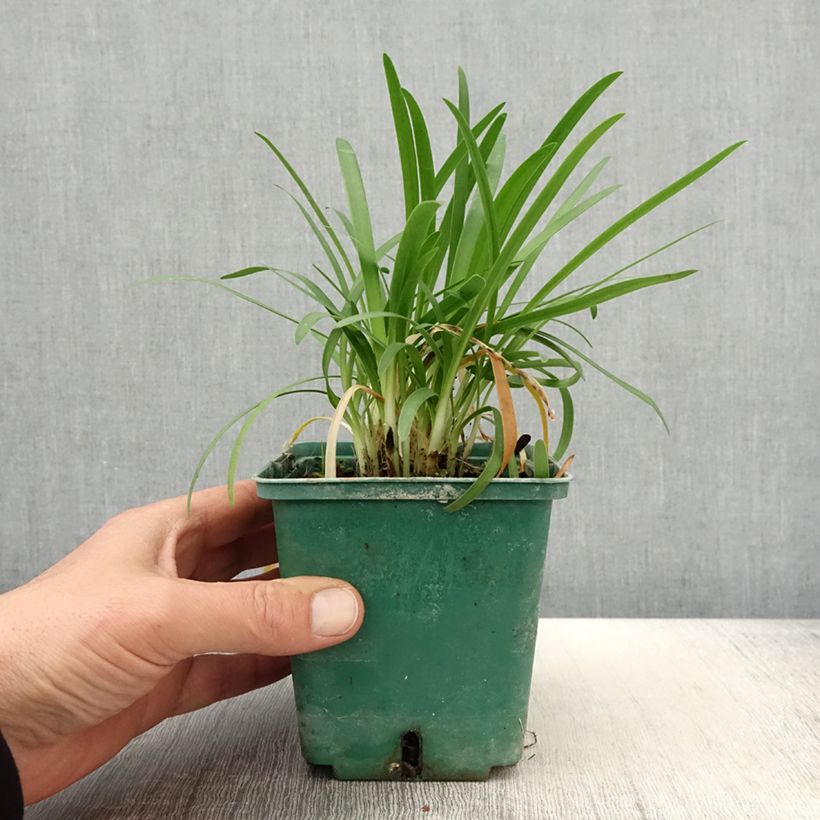 Spécimen de Agapanthe Peter Pan - Pot de 1L/1.5L tel que livré au printemps