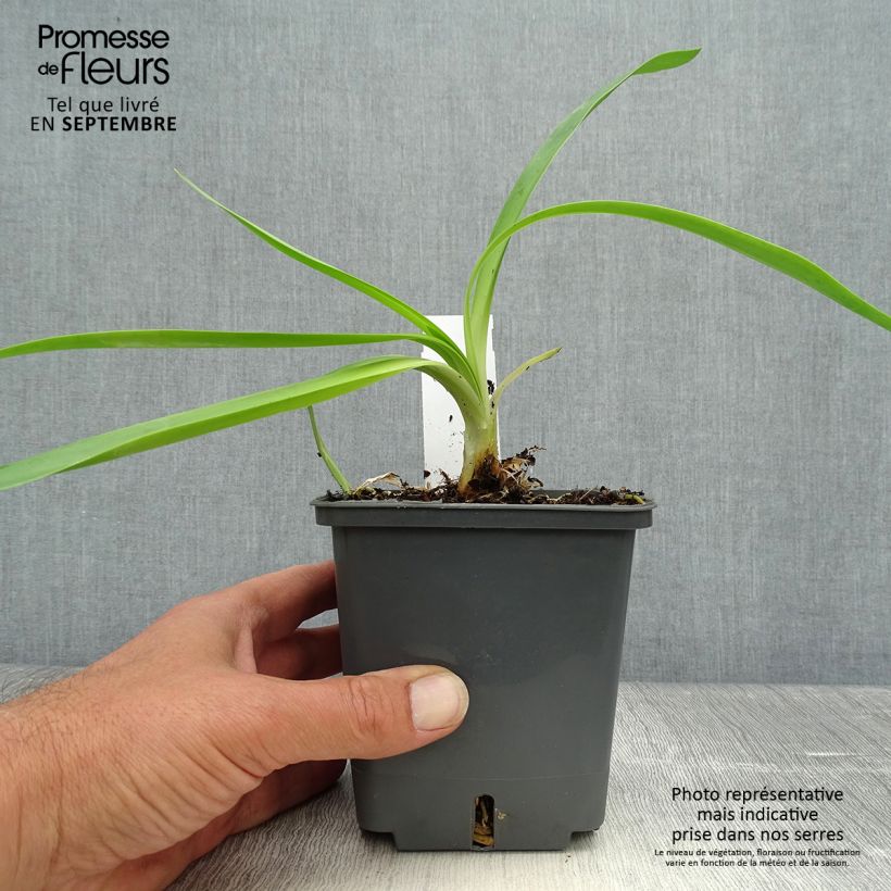 Spécimen de Agapanthe Phantom Pot de 1L/1,5L tel que livré en automne